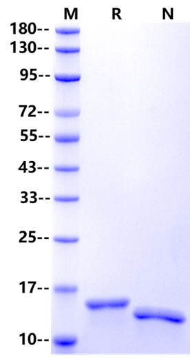 GM-CSF Protein, Mouse