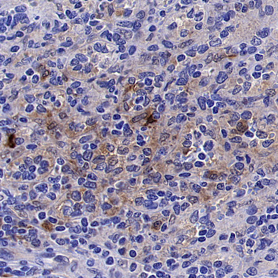 ISG15 Recombinant Rabbit mAb (S-5475)