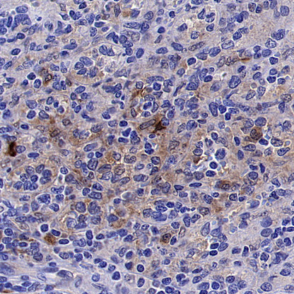 ISG15 Recombinant Rabbit mAb (S-5475)