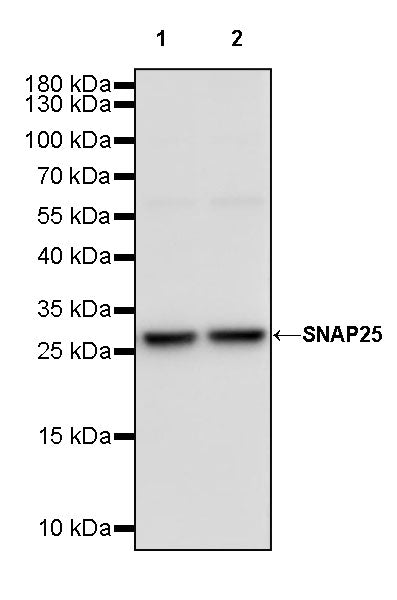 SNAP25 Recombinant Rabbit mAb (S-1828-67)
