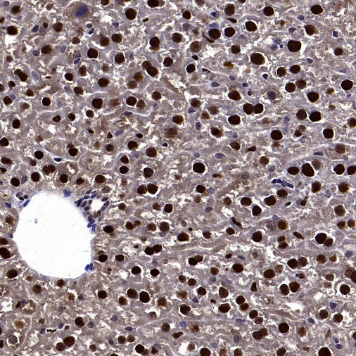 DLX5 Recombinant Rabbit mAb (S-2785-79)