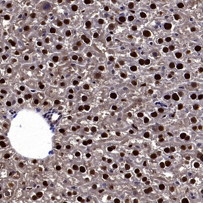 DLX5 Recombinant Rabbit mAb (S-2785-79)