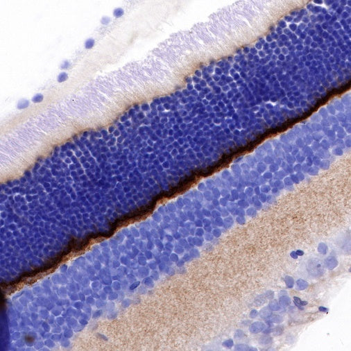 PSD-95 Recombinant Rabbit mAb (S-R311)