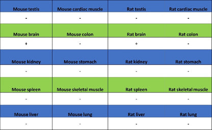 Islet1 Recombinant Rabbit mAb (SDT-2349-17)