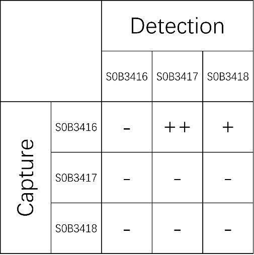 AACT Recombinant Rabbit mAb (SDT-897-21)