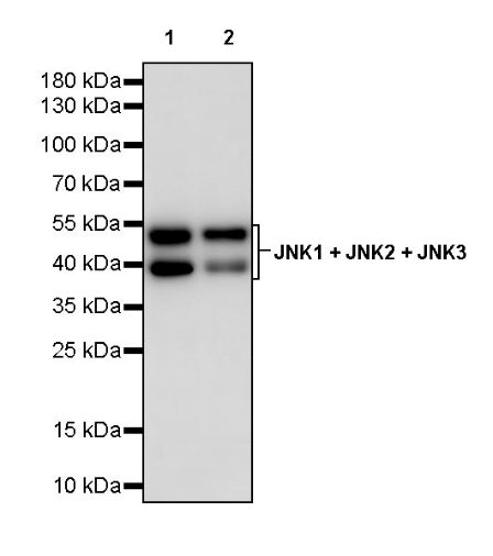 JNK1 + JNK2 + JNK3 Recombinant Rabbit mAb (S-3385)
