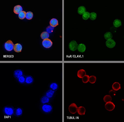 HuR/ELAVL1 Recombinant Rabbit mAb (S-2357-20)