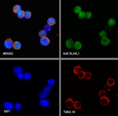 HuR/ELAVL1 Recombinant Rabbit mAb (S-2357-20)