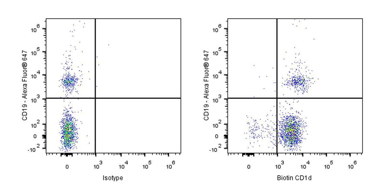 Biotin Rat Anti-Mouse CD1d Antibody (1B1)