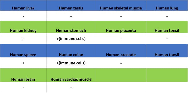 PIK3CD Recombinant Rabbit mAb (SDT-1978-148)