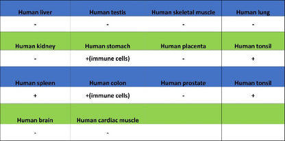 PIK3CD Recombinant Rabbit mAb (SDT-1978-148)