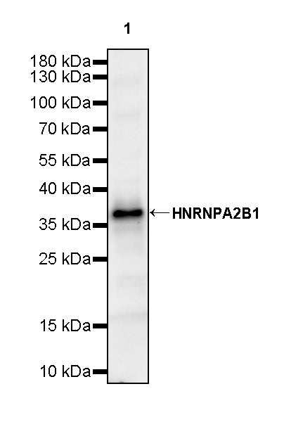 HNRNPA2B1 Mouse mAb