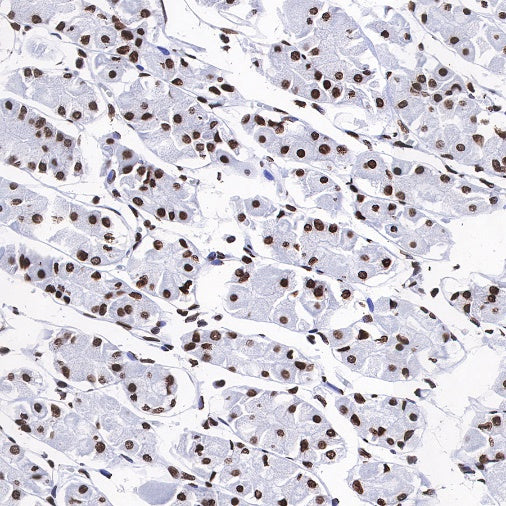 Histone H3 (acetyl K9) Rabbit polyclonal antibody