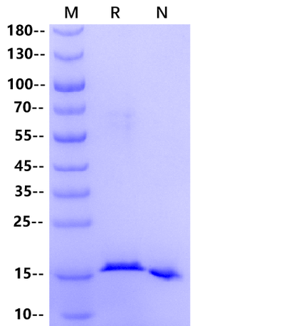 GMF-β Protein, Human