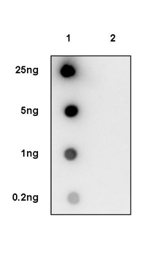 Histone H4 (Lactyl K5) Recombinant Rabbit mAb (S-3220-73)