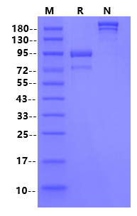 Biotinylated CD73/NT5E Fc&Avi Tag Protein, Human