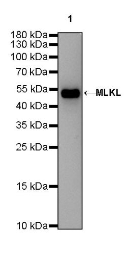 MLKL Recombinant Rat mAb (SDT-R195)