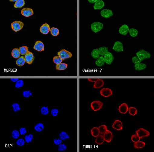 Caspase-9 Recombinant Rabbit mAb (S-1541-20)