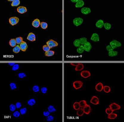 Caspase-9 Recombinant Rabbit mAb (S-1541-20)