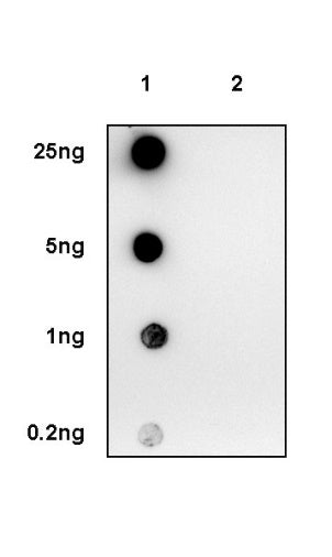 Phospho-Stat2 (Tyr690) Recombinant Rabbit mAb (S-2257-4)