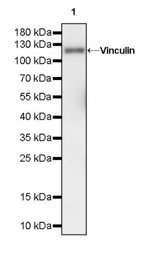 Vinculin Recombinant Mouse mAb (S-916-217)