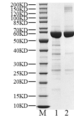 MAP4K6 GST Tag Protein, Human