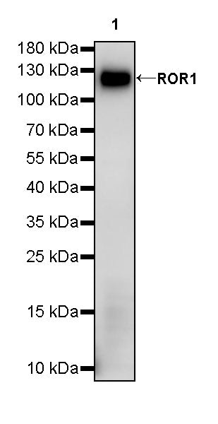 ROR1 Recombinant Rabbit mAb,PBS Only (SDT-R501-148)
