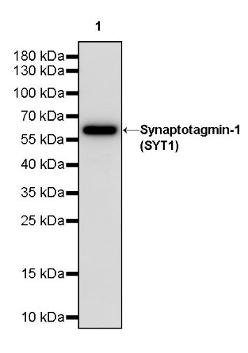 Synaptotagmin-1 (SYT1) Recombinant Rabbit mAb (S-2226-76)