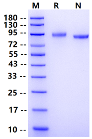 Biotinylated ErbB3/Her3 His&Avi Tag Protein, Human