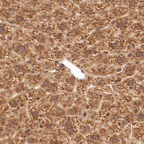 AMPK α1 Rabbit Polyclonal Antibody