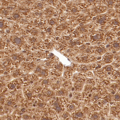 AMPK α1 Rabbit Polyclonal Antibody