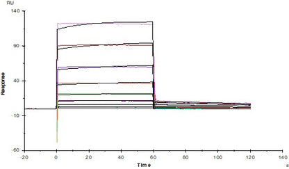 Human CD45 Protein, His Tag
