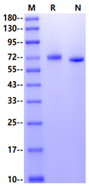 EphB6 His Tag Protein, Human