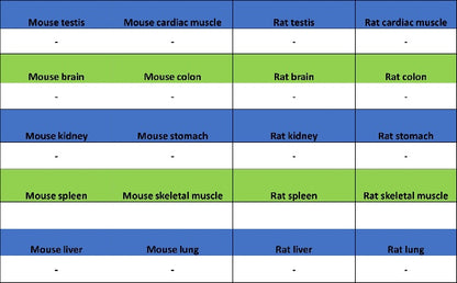 GFAP Recombinant Mouse mAb (SDT-3032)