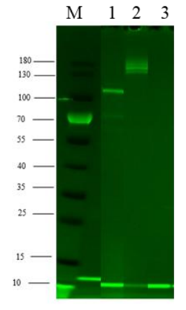 CRBN/DDB1/CUL4A/RBX1 Protein, Human