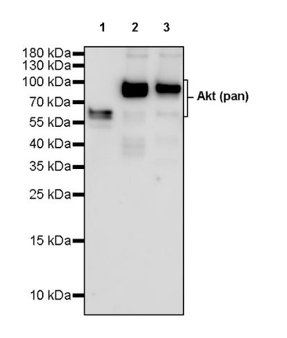 Phospho-Akt (Ser473) Antibody Duo