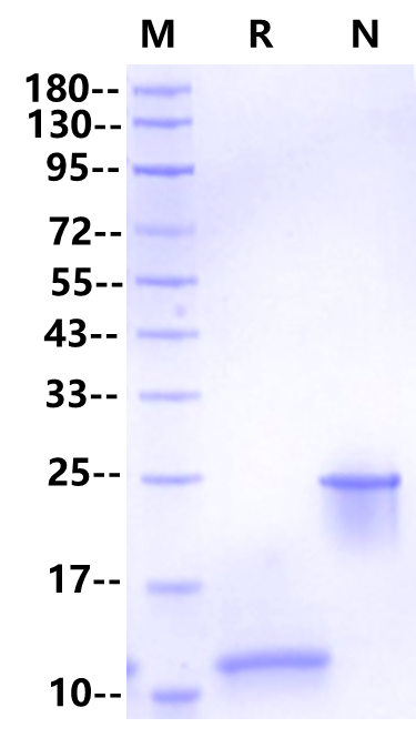 TGF-β2 Protein, Human