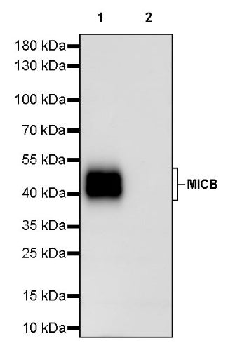 MICB Recombinant Rabbit mAb (S-1472-102)