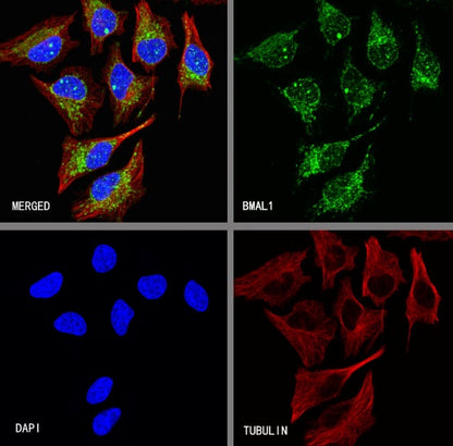 BMAL1 Recombinant Rabbit mAb (S-1918-155)