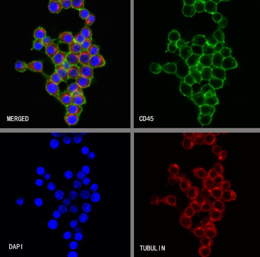 CD45 Recombinant Rabbit mAb (S-3361)