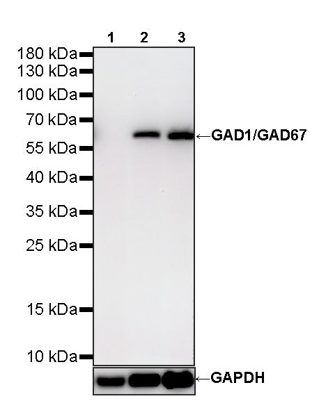 GAD1/GAD67 Recombinant Rabbit mAb (S-4437-20)
