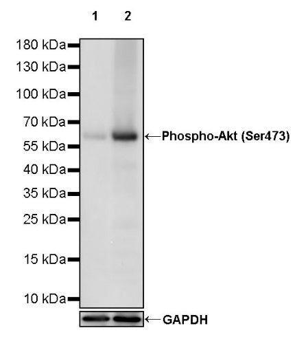Phospho-Akt (Ser473) Recombinant Rabbit mAb (S-763-7)