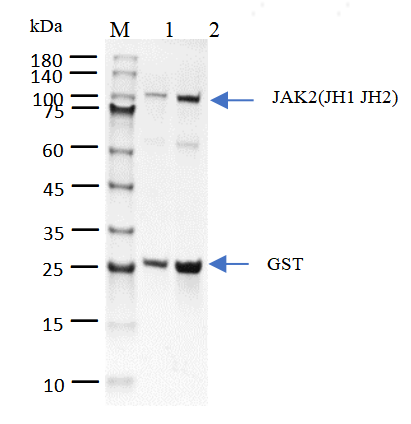 JAK2(JH1 JH2) Protein