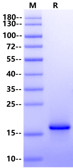 GDNF Protein, Mouse