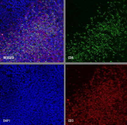 S-RMab® CD8α Mouse mAb (SDT-1036-34)