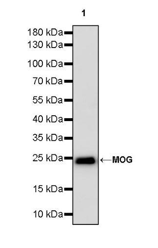 Myelin Oligodendrocyte Glycoprotein (MOG) Recombinant Rabbit mAb (S-1384-61)