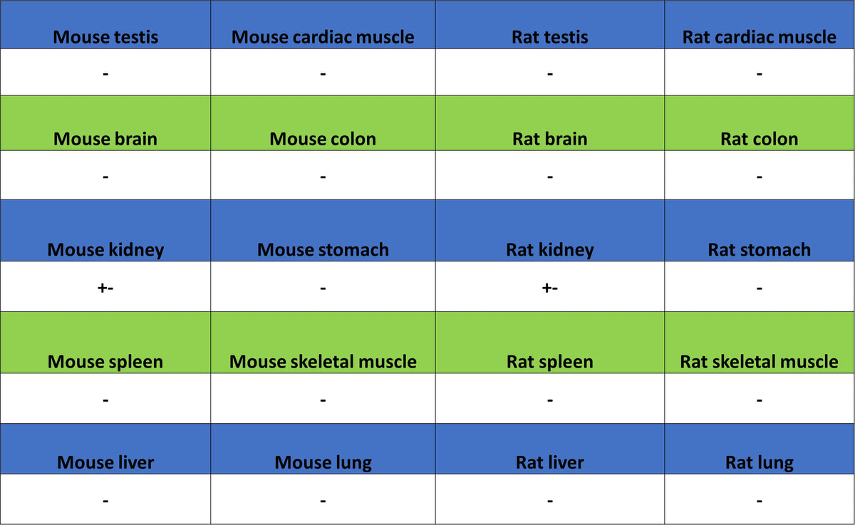 ITPR1 Recombinant Rabbit mAb (S-4530-5)