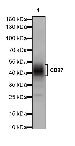 CD82 Recombinant Rabbit mAb (S-673-44)