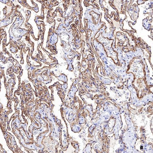 CD239 Recombinant Rabbit mAb (S-683-3)