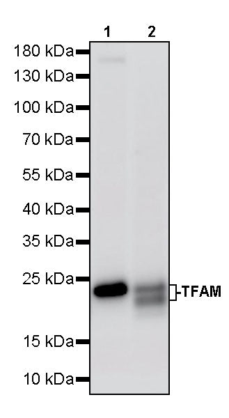 TFAM Recombinant Rabbit mAb